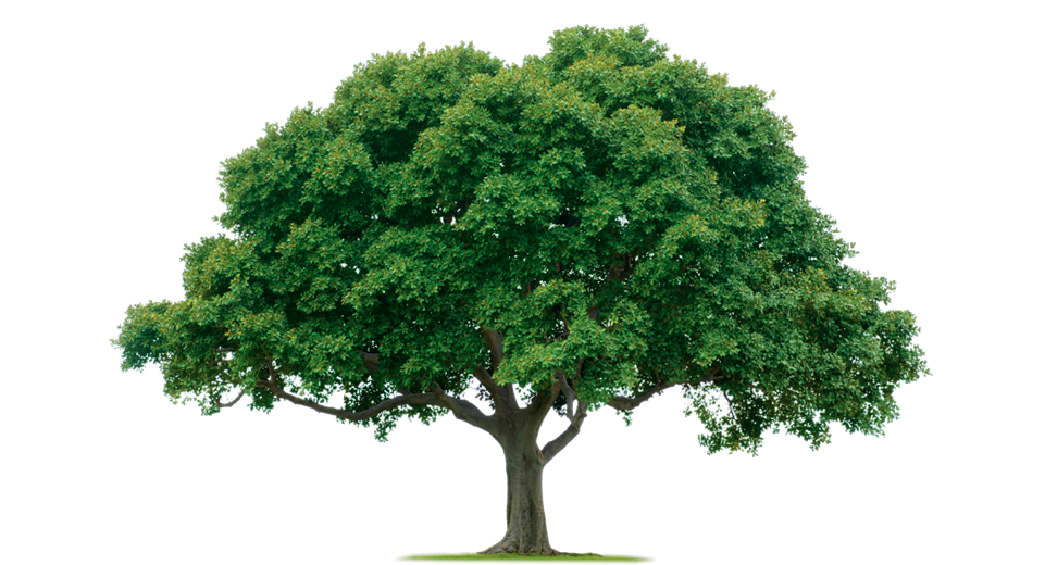 Five Star Bath Solutions Franchise Tree Five Star Bath Solutions Franchise Tree